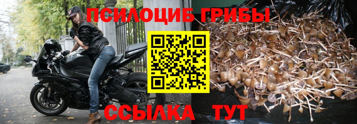 Ессентуки  Псилоцибиновые грибы Psilocybine cubensis  Вход с VPN  Псилоцибиновые грибы GOLDEN TEACHER 